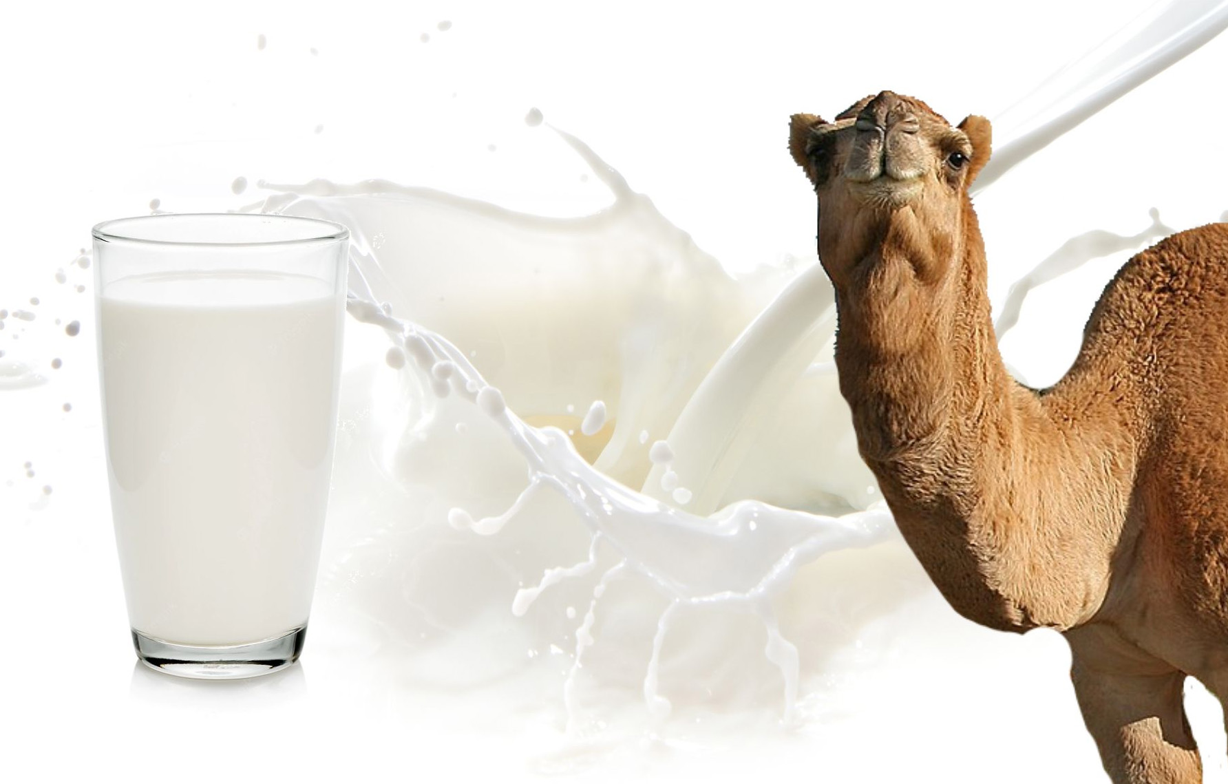 Vorteile von Kamelmilch
